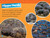 Hippos (National Geographic Kids Readers, Level 1) by Maya Myers, National Geographic Kids, 9781426377020