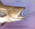 The Cod's Tale (A Biography of the Fish that Changed the World!) by Mark Kurlansky, S. D. Schindler, 9780147512772
