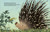 Penny Lu Porcupine by Katie Gilstrap, Maribel Lechuga, 9780593326275