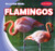 Flamingos - 9781538292495 by Bray Jacobson, 9781538292495
