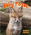Baby Foxes - 9780778739609 by Bobbie Kalman, 9780778739609