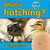 What is hatching? - 9780778795346 by Bobbie Kalman, 9780778795346