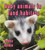 Baby animals in land habitats - 9780778777441 by Bobbie Kalman, 9780778777441