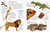 Encyclopedia of Animals by DK, 9780756619725