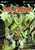 The Witch of Endor by Bud Rogers, Gary Martin, Sergio Cariello, 9780310712831