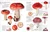 Mushrooms (How to Identify and Gather Wild Mushrooms and Other Fungi) by DK, 9781465408556