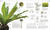 Plants and Fungi (The Definitive Visual Encyclopedia) by DK, 9780593844076