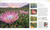 Plants and Fungi (The Definitive Visual Encyclopedia) by DK, 9780593844076