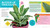 Plant Pets (27 Cool Houseplants to Grow and Love) by Beatrice Boggs Allen, Belle Boggs, 9781635867671