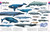 The Animal Book (A Visual Encyclopedia of Life on Earth) by David Burnie, Smithsonian Institution, 9781465414571
