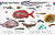 The Animal Book (A Visual Encyclopedia of Life on Earth) by David Burnie, Smithsonian Institution, 9781465414571