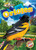 Orioles by Dana Fleming, Elizabeth Neuenfeldt, 9781644874943