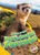 Black-footed Ferrets by Rachel Grack, Dana Fleming, 9781644877098