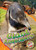 Giant Anteaters by Rachel Grack, Dana Fleming, 9798886874198