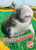 Manatees - 9798886874204 by Rachel Grack, Dana Fleming, 9798886874204
