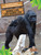 Les gorilles (Gorillas) Bilingual Eng/Fre by Amy Culliford, Annie Evearts, 9781039851078