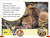 DK Super Readers Pre-Level A Coyote's Tale - 9780744094466 by DK