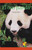 El oso panda (The Panda Bear) by Deborah Chilek, 9781404274518