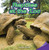 Reptiles at the Zoo (Divide Within 100) by Courtney Sullivan, 9781477746905