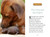 Unlikely Friendships for Kids: The Dog & The Piglet (And Four Other Stories of Animal Friendships) by Jennifer S. Holland, 9780761170129