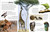 Eyewitness Animal by DK, 9780593843819