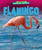 Flamingo - 9798892320207 by Rachel Rose, 9798892320207