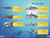 DK Super Readers Level 4 Shark Apex Predator (Arabic translation) by DK, 9780593842775