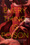 Everything Is Poison by Joy McCullough, 9780593855874 Everything Is Poison by Joy McCullough, 9780593855874