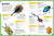 My Book of Bugs (A Fact-Filled Guide to the Insect World) by Ben Hubbard, 9780593959138