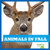 Animals in Fall by Mari Schuh, 9781620314722