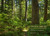 Trees and Shrubs of the Pacific Northwest by Mark Turner, Ellen Kuhlmann, 9781604692631