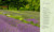 The Lavender Lover's Handbook (The 100 Most Beautiful and Fragrant Varieties for Growing, Crafting, and Cooking) by Sarah Berringer Bader, 9781604692211