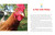 The Best Beginner's Guide to Chickens and Chicks for Kids (Everything You Need to Know About Breeds, Coops, Behavior, Eggs, and More!) by Mindie Dittemore, 9781510782471