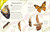 An Anthology of Butterflies and Moths (A Collection of Butterflies and Moths from Around the World) by Richard Jones, 9780593959312