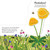 Pop-Up Peekaboo! Flower by DK, 9780593965283