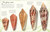 An Anthology of Shells (A Collection of Fascinating Shells from Around the World) by Simon Aiken, 9780593965412