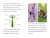 TIME for Kids: Insects by Jevon Bolden, 9780593888056