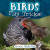 Birds Play Tricks! by Judy Thorpe, 9781538293454