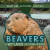 Beavers: A Wetlands Keystone Species - 9781499446548 by Kathleen A. Klatte, 9781499446548