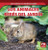 Los animales bebés del jardín (Baby Backyard Animals) by Rachael Morlock, 9781499448740