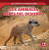 Los animales bebés del desierto (Baby Desert Animals) by Rachael Morlock, 9781499448771