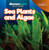 Sea Plants and Algae by Kaitlyn Salvatore, 9781641903653