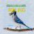 Blue Jays - 9781684502783 by Madison Parker, 9781684502783