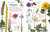 Eyewitness Plant by DK, 9780593969076