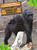 Gorilas (Gorillas) Bilingual Eng/Spa - 9781039818194 by Amy Culliford, Pablo de la Vega, 9781039818194