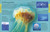 Ocean (A Visual Encyclopedia, 2nd Edition) by DK, 9780593969502