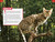 TIME for Kids: Big Cats, Small Cats (101 Cats You Need to Know!) by Kitson Jazynka, TIME for Kids, 9780593891407