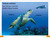 DK Super Readers Level 1 French Translation Explore the Coral Reef - Explore le RÃ©cif corallien by DK, 9780593968185