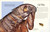 An Anthology of Remarkable Bugs by Jess French, 9780593971758