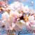 Cherry Blossoms (The Official Book of the National Cherry Blossom Festival) - 9781426209215 by Ann McClellan, 9781426209215